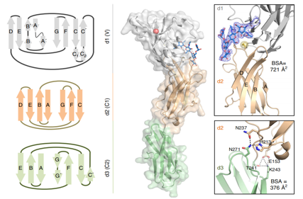 B-cell brake receptor CD22