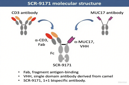 The target of MUC17 transmembrane mucin MUC17