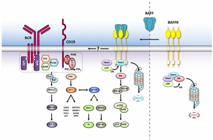 The target of B-cell activating factor receptor BAFFR