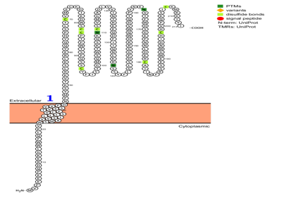 The therapeutic target of systemic lupus erythematosus BDCA2