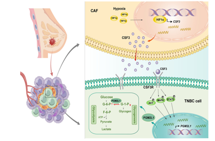 Granulocyte colony stimulating factor receptor CSF3R