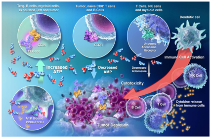 The immunosuppressive enzyme CD39