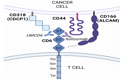 Lymphocyte activation targets CD6