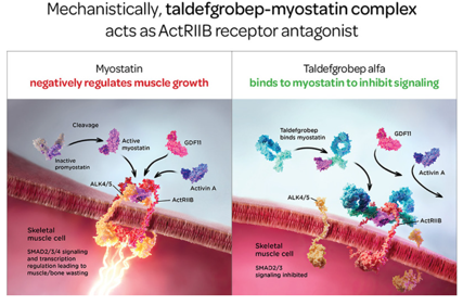 The myogenesis inhibitory factor MSTN