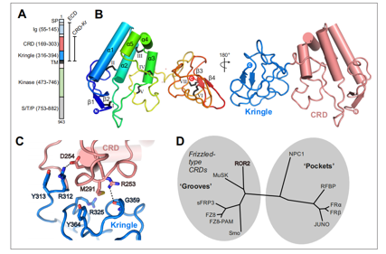 Tyrosine protein kinase transmembrane receptor ROR2
