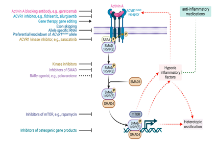 Activin receptor type 1 kinase ACVR1
