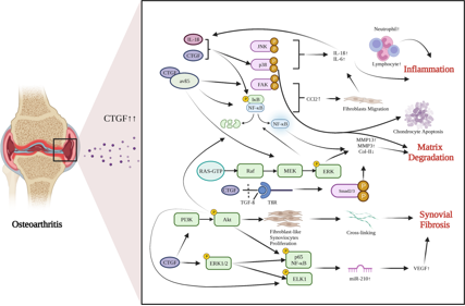 Anti-fibrotic target CTGF