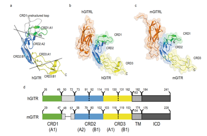 The costimulatory receptor GITR