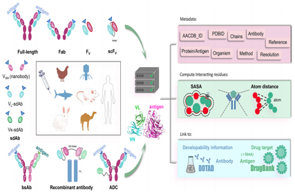 A comprehensive antigen-antibody complex database unlocking insights into interaction interface