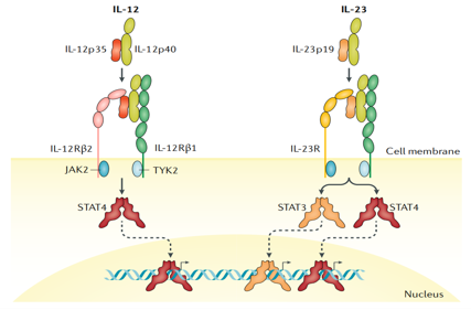 IL12B is the core component of the immune engine IL12
