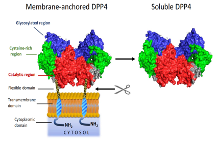 T-cell activation regulatory factor DPP4