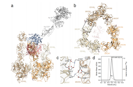 Macrophage activation marker CD163
