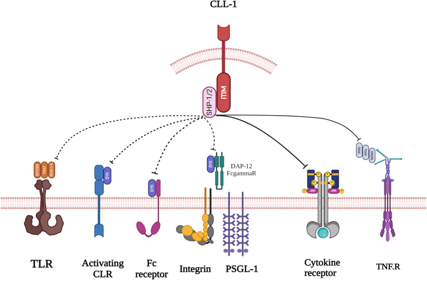 Myeloid inhibitory C-type lectin receptor CLEC12A