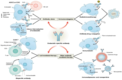 Tumor specific marker CD248