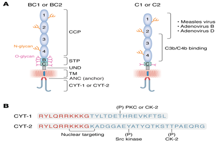 The multiverse of CD46 and oncologic interactions