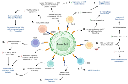 Immune checkpoint protein CD200