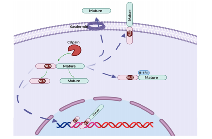 Alarm cytokine IL1A