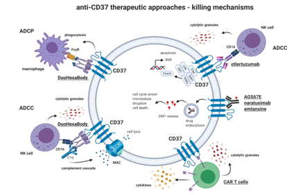 CD37 as a Therapeutic Target for Acute Myeloid Leukemia