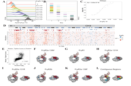 Mapping affinity and allostery in human IgG antibody Fc region-Fcγ receptor interactions