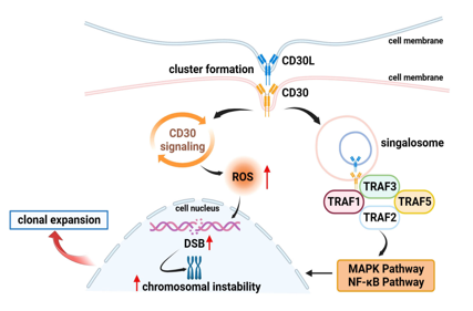 CD30 is a therapeutic target for lymphoma