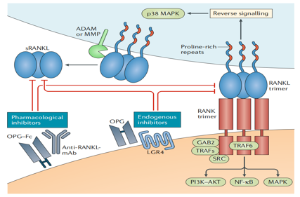 Osteoclast differentiation and activation factor RANKL