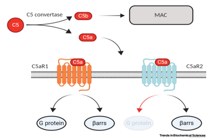 The anaphylatoxin receptor C5AR1