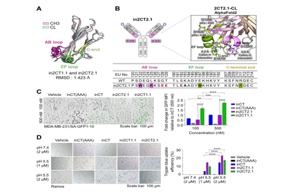 Engineering IgG antibodies for intracellular targeting and drug delivery