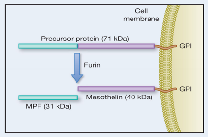 MSLN is the target of solid tumor treatment