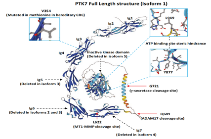 Inactivated tyrosine protein kinase PTK7