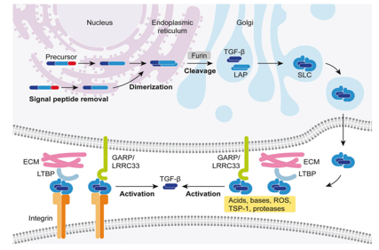 The pleiotropic cytokine TGFB