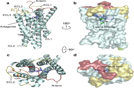 The cannabinoid receptor CNR1