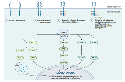 Bladder Cancer Treatment Target FGFR3