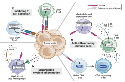 T-cell activation inhibitor VISTA