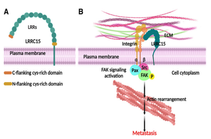 A novel target for ADC tumor therapy LRRC15