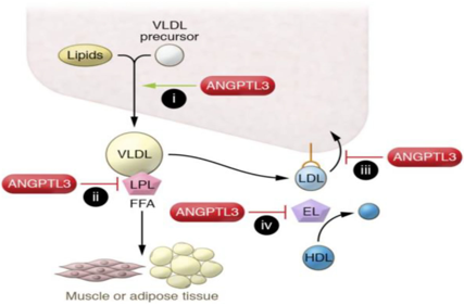 Angptl3 is a key regulator of lipid metabolism