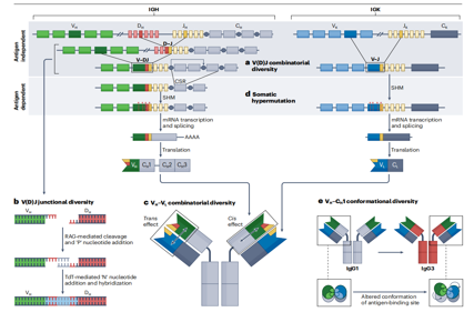 Antibody diversity and specificity and new insights into structure