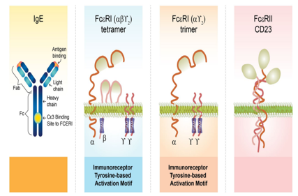 Allergic trigger IgE