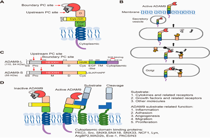 ADAM9 is a new target for ADC anticancer therapy