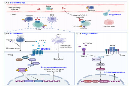 CCR8: a promising therapeutic target against tumor-infiltrating regulatory T cells