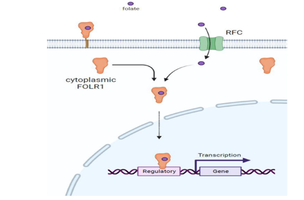 The folate receptor FOLR1