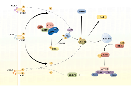 HIV invades the coreceptor CCR5