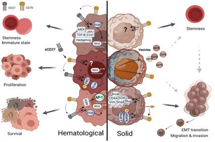 Tumor immune regulator CD70