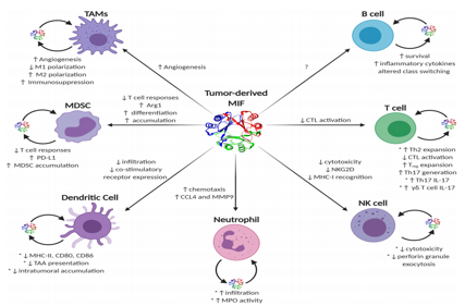 Macrophage migration inhibitor MIF
