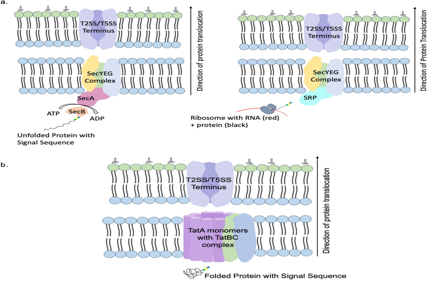 Advancements in Escherichia coli secretion systems for enhanced recombinant protein production