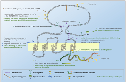 Don't eat my signaling protein CD47