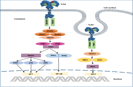 Immune Sentinel TLR4