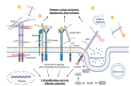 Multiple myeloma treatment target CD138