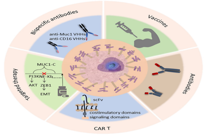 The target of tumor immunotherapy is MUC1
