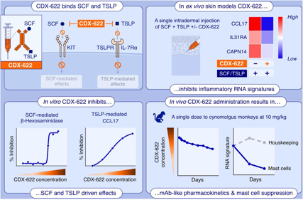 Dual inhibition of a novel bispecific antibody CDX-622