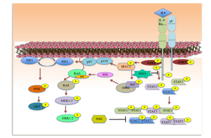 The pleiotropic cytokine IL9